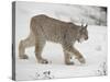 Canadian Lynx (Lynx Canadensis) in Snow in Captivity, Near Bozeman, Montana-null-Stretched Canvas