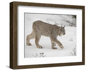 Canadian Lynx (Lynx Canadensis) in Snow in Captivity, Near Bozeman, Montana-null-Framed Photographic Print