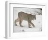 Canadian Lynx (Lynx Canadensis) in Snow in Captivity, Near Bozeman, Montana-null-Framed Photographic Print