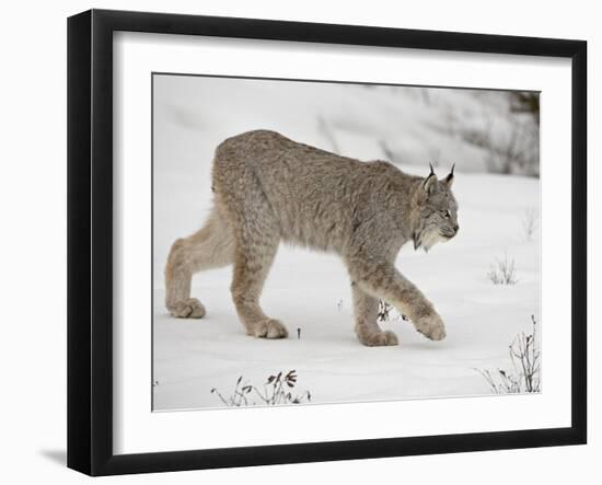 Canadian Lynx (Lynx Canadensis) in Snow in Captivity, Near Bozeman, Montana-null-Framed Photographic Print