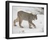 Canadian Lynx (Lynx Canadensis) in Snow in Captivity, Near Bozeman, Montana-null-Framed Photographic Print