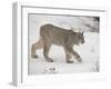 Canadian Lynx (Lynx Canadensis) in Snow in Captivity, Near Bozeman, Montana-null-Framed Photographic Print