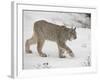 Canadian Lynx (Lynx Canadensis) in Snow in Captivity, Near Bozeman, Montana-null-Framed Photographic Print