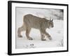 Canadian Lynx (Lynx Canadensis) in Snow in Captivity, Near Bozeman, Montana-null-Framed Photographic Print