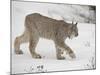 Canadian Lynx (Lynx Canadensis) in Snow in Captivity, Near Bozeman, Montana-null-Mounted Photographic Print