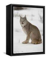 Canadian Lynx (Lynx Canadensis) in Snow in Captivity, Near Bozeman, Montana-null-Framed Stretched Canvas