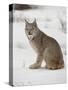 Canadian Lynx (Lynx Canadensis) in Snow in Captivity, Near Bozeman, Montana-null-Stretched Canvas