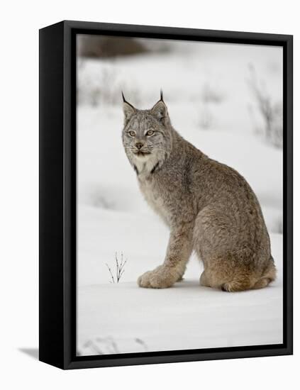 Canadian Lynx (Lynx Canadensis) in Snow in Captivity, Near Bozeman, Montana-null-Framed Stretched Canvas