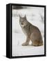 Canadian Lynx (Lynx Canadensis) in Snow in Captivity, Near Bozeman, Montana-null-Framed Stretched Canvas