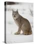 Canadian Lynx (Lynx Canadensis) in Snow in Captivity, Near Bozeman, Montana-null-Stretched Canvas