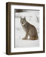 Canadian Lynx (Lynx Canadensis) in Snow in Captivity, Near Bozeman, Montana-null-Framed Photographic Print