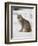 Canadian Lynx (Lynx Canadensis) in Snow in Captivity, Near Bozeman, Montana-null-Framed Photographic Print