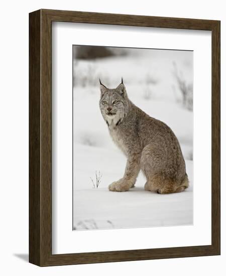 Canadian Lynx (Lynx Canadensis) in Snow in Captivity, Near Bozeman, Montana-null-Framed Photographic Print