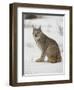 Canadian Lynx (Lynx Canadensis) in Snow in Captivity, Near Bozeman, Montana-null-Framed Photographic Print