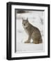 Canadian Lynx (Lynx Canadensis) in Snow in Captivity, Near Bozeman, Montana-null-Framed Photographic Print