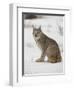 Canadian Lynx (Lynx Canadensis) in Snow in Captivity, Near Bozeman, Montana-null-Framed Photographic Print