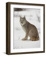 Canadian Lynx (Lynx Canadensis) in Snow in Captivity, Near Bozeman, Montana-null-Framed Photographic Print