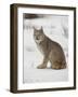 Canadian Lynx (Lynx Canadensis) in Snow in Captivity, Near Bozeman, Montana-null-Framed Photographic Print