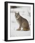 Canadian Lynx (Lynx Canadensis) in Snow in Captivity, Near Bozeman, Montana-null-Framed Photographic Print