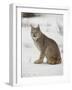 Canadian Lynx (Lynx Canadensis) in Snow in Captivity, Near Bozeman, Montana-null-Framed Photographic Print