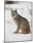 Canadian Lynx (Lynx Canadensis) in Snow in Captivity, Near Bozeman, Montana-null-Mounted Photographic Print