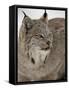 Canadian Lynx (Lynx Canadensis) in Snow in Captivity, Near Bozeman, Montana-null-Framed Stretched Canvas