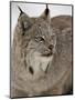 Canadian Lynx (Lynx Canadensis) in Snow in Captivity, Near Bozeman, Montana-null-Mounted Photographic Print