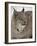 Canadian Lynx (Lynx Canadensis) in Snow in Captivity, Near Bozeman, Montana-null-Framed Photographic Print