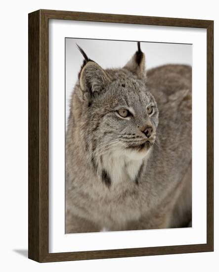 Canadian Lynx (Lynx Canadensis) in Snow in Captivity, Near Bozeman, Montana-null-Framed Photographic Print