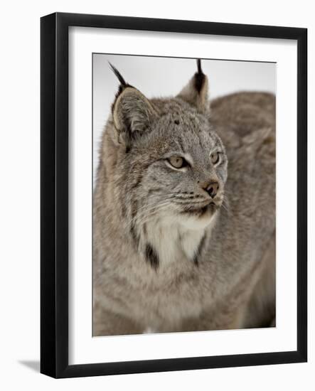 Canadian Lynx (Lynx Canadensis) in Snow in Captivity, Near Bozeman, Montana-null-Framed Photographic Print