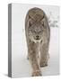 Canadian Lynx (Lynx Canadensis) in Snow in Captivity, Near Bozeman, Montana-null-Stretched Canvas