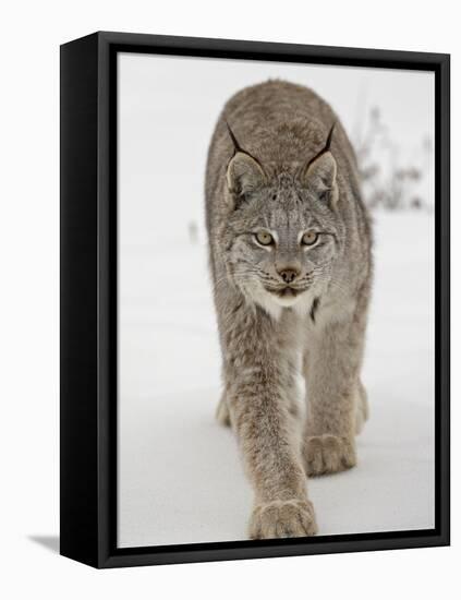 Canadian Lynx (Lynx Canadensis) in Snow in Captivity, Near Bozeman, Montana-null-Framed Stretched Canvas