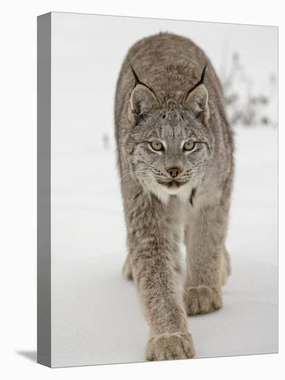 Canadian Lynx (Lynx Canadensis) in Snow in Captivity, Near Bozeman, Montana-null-Stretched Canvas