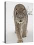 Canadian Lynx (Lynx Canadensis) in Snow in Captivity, Near Bozeman, Montana-null-Stretched Canvas