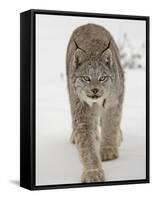 Canadian Lynx (Lynx Canadensis) in Snow in Captivity, Near Bozeman, Montana-null-Framed Stretched Canvas