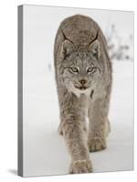 Canadian Lynx (Lynx Canadensis) in Snow in Captivity, Near Bozeman, Montana-null-Stretched Canvas