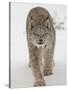 Canadian Lynx (Lynx Canadensis) in Snow in Captivity, Near Bozeman, Montana-null-Stretched Canvas