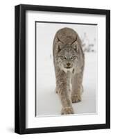 Canadian Lynx (Lynx Canadensis) in Snow in Captivity, Near Bozeman, Montana-null-Framed Premium Photographic Print