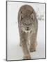 Canadian Lynx (Lynx Canadensis) in Snow in Captivity, Near Bozeman, Montana-null-Mounted Premium Photographic Print