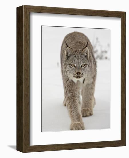 Canadian Lynx (Lynx Canadensis) in Snow in Captivity, Near Bozeman, Montana-null-Framed Photographic Print