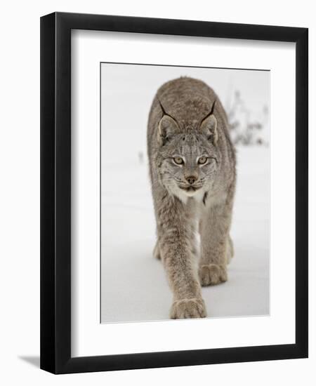 Canadian Lynx (Lynx Canadensis) in Snow in Captivity, Near Bozeman, Montana-null-Framed Photographic Print