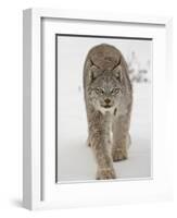 Canadian Lynx (Lynx Canadensis) in Snow in Captivity, Near Bozeman, Montana-null-Framed Photographic Print