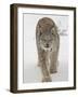 Canadian Lynx (Lynx Canadensis) in Snow in Captivity, Near Bozeman, Montana-null-Framed Photographic Print