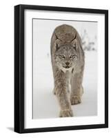 Canadian Lynx (Lynx Canadensis) in Snow in Captivity, Near Bozeman, Montana-null-Framed Photographic Print