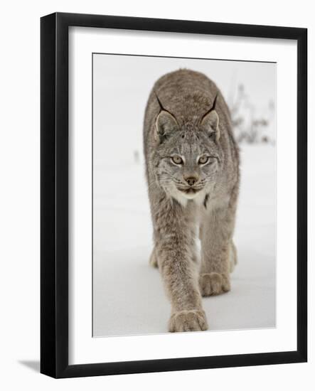 Canadian Lynx (Lynx Canadensis) in Snow in Captivity, Near Bozeman, Montana-null-Framed Photographic Print