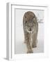 Canadian Lynx (Lynx Canadensis) in Snow in Captivity, Near Bozeman, Montana-null-Framed Photographic Print