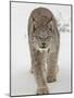 Canadian Lynx (Lynx Canadensis) in Snow in Captivity, Near Bozeman, Montana-null-Mounted Photographic Print
