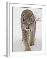 Canadian Lynx (Lynx Canadensis) in Snow in Captivity, Near Bozeman, Montana-null-Framed Photographic Print