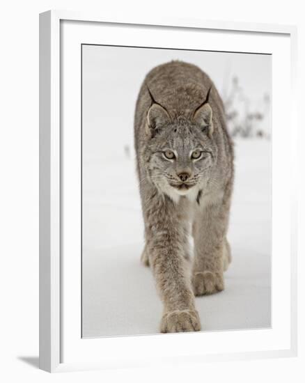 Canadian Lynx (Lynx Canadensis) in Snow in Captivity, Near Bozeman, Montana-null-Framed Photographic Print