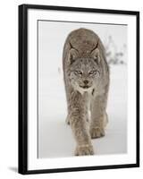 Canadian Lynx (Lynx Canadensis) in Snow in Captivity, Near Bozeman, Montana-null-Framed Photographic Print